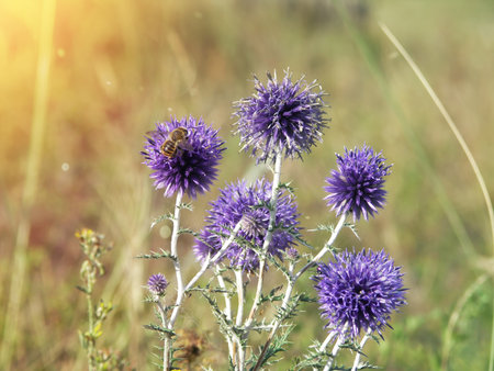 Close-up of purple thistle flowers in a meadow with a bee, Echinops ritro var. latilobus in the Altai Mountains, Eastern Kazakhstan.の写真素材