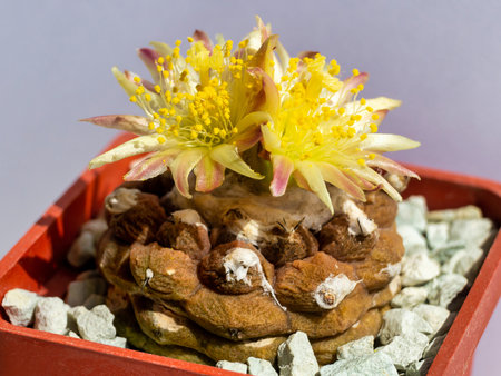 Chilean cactus Copiapoa hypogaea cv. Lizard Skin with two yellow flowers in close-up.の写真素材