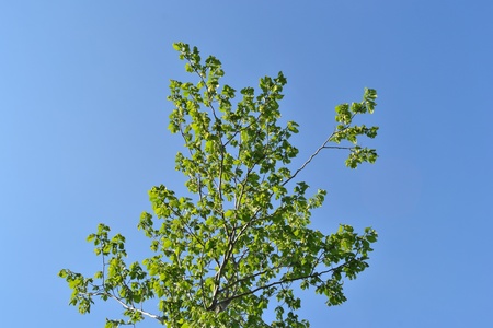 Tree on a blue sky background . の写真素材