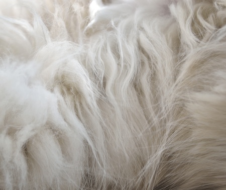 Texture or background. Photo of a cat's hair.の写真素材