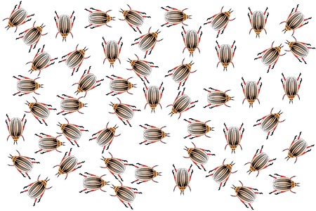 The Colorado potato beetles. Backgroundのイラスト素材