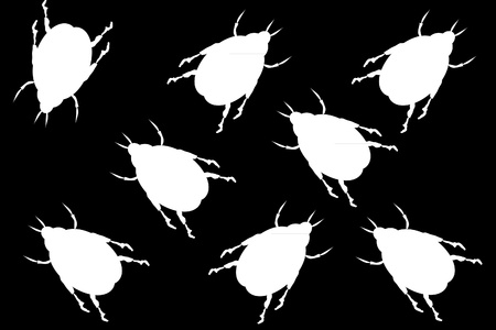 Black background with white beetlesのイラスト素材