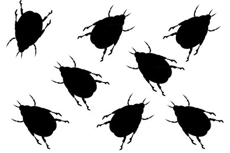 Black beetles on white background のイラスト素材