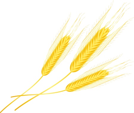 Three ears of wheat isolated on whiteのイラスト素材