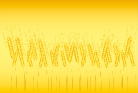 Field of wheat on orange background - vectorのイラスト素材