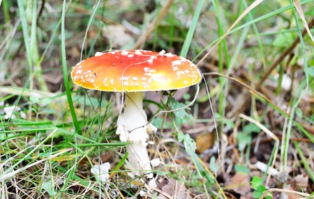 Dangerous red toadstool in autumn forest .の写真素材