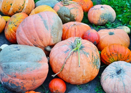 The photo of colorful pumpkins for sale