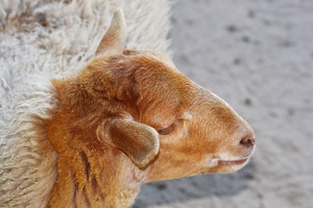 Photo of a sheeps head in isolationの写真素材