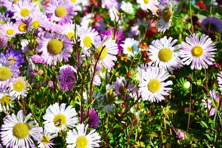 Many different flowers on a sunny day