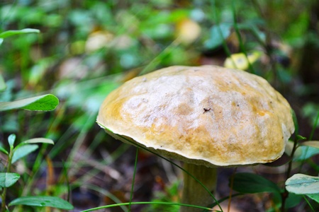 Brown cap boletus in autumn wood .