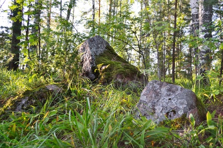 The photo of a Karelian forest with big stonesの写真素材