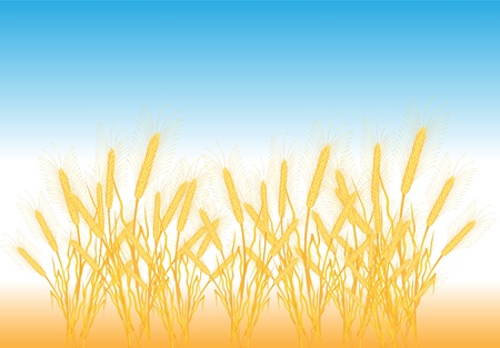 Ripe yellow wheat ears on a field - vectorのイラスト素材