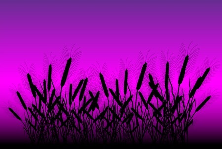 Field of wheat after sunset - vectorのイラスト素材