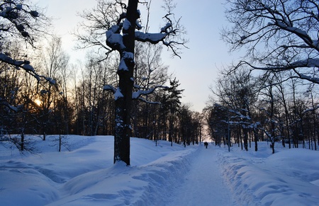 View of alley in winter park, Sestroreck, Russiaの写真素材