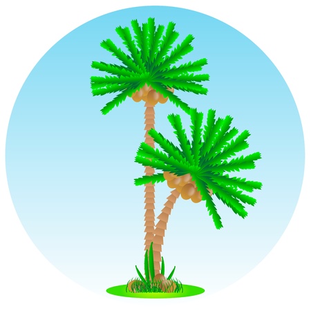 Vector illustration - palm-tree on the tropical island.のイラスト素材