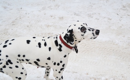 Dalmatian puppy on the snowの写真素材
