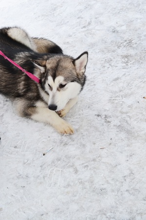 Beauty dog on the snowの写真素材