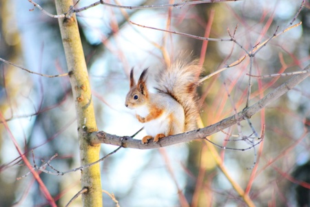 Red squirrel on a branch.  Little noise and blurの写真素材