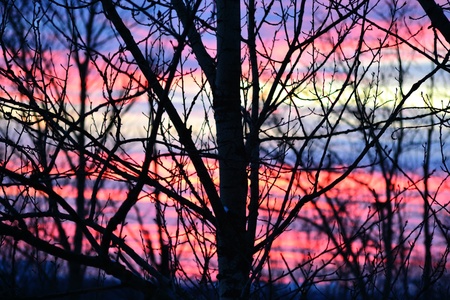 Colorful sunset in winter with a treeの写真素材