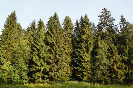 View of spruce forest on a sunny summer day
