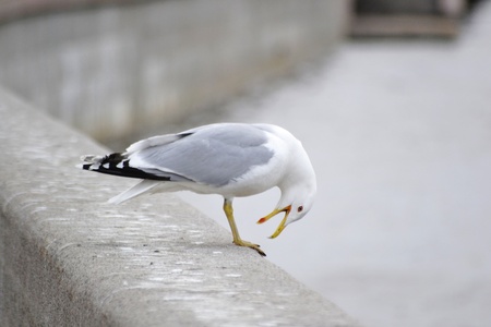 Seagull sitting on the city waterfrontの写真素材