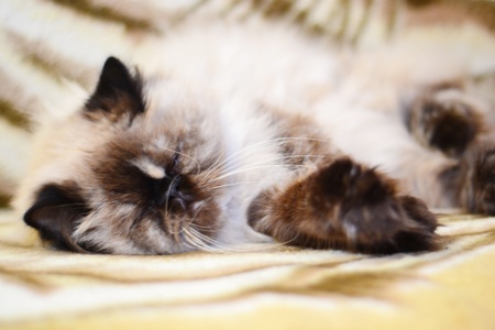 The photo of beautiful persian cat. Little blurの写真素材