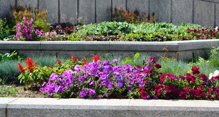Colorful flowers flowerbed in a park