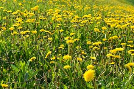 Summer yellow dandelions. Bright sunny backgroundの写真素材