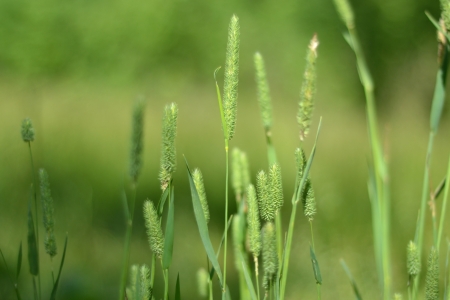 Close up of wild grass ears in the meadowの写真素材