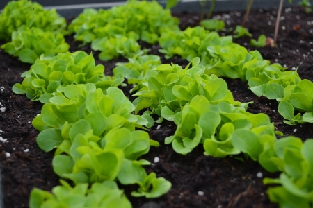 Fresh green lettuce crop on vegetable bed