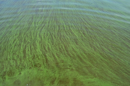 Surface water of the lake in summer blooming