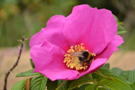 Close up of the beautiful briar flower and bumblebeeの写真素材