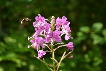 Flowers of fireweed on blurred background and honeybeeの写真素材