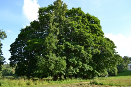 View of Mon Repos park in Vyborg, Russiaの写真素材