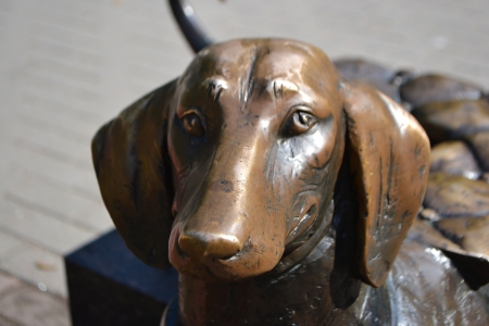 Monument Dachshund on street of Zelenogorsk, St.Petersburg, Russiaの写真素材
