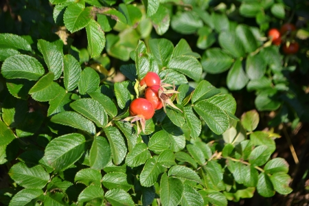 Close up of briar fruits among branches and leavesの写真素材