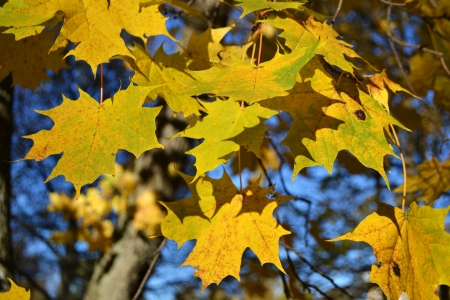 Bright orange fall maple leaves with tree branchesの写真素材