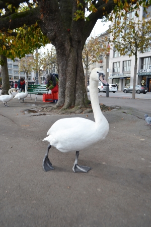 Lucerne, Switzerland - November 5, 2013  Swan walking on the promenade of Lucerne, Switzerland のeditorial素材