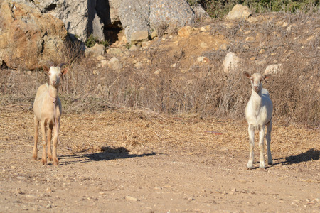 Goats on a Greek island of Kos.の写真素材