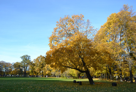 Autumn park Mikhailovsky Garden at sunny day.