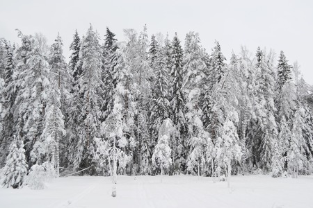 Winter scene with a fresh cover of snow on branches.の写真素材