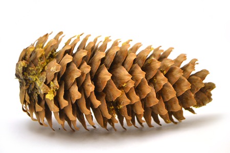 Pinecone isolated on white background.の写真素材