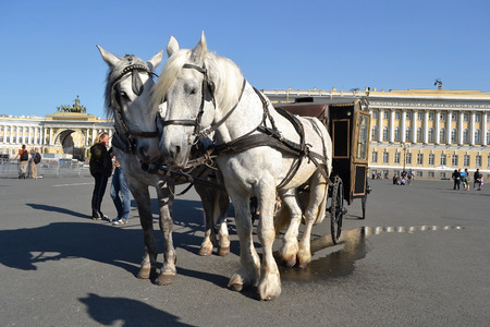 ST.PETERSBURG, RUSSIA - 25 MAY, 2012: Two horses and a carriage on Palace Square in St.Petersburg, Russia.のeditorial素材
