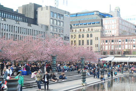 STOCKHOLM, SWEDEN - APRIL 19, 2015: Cherry blossom in the park Kungsträdgården.のeditorial素材