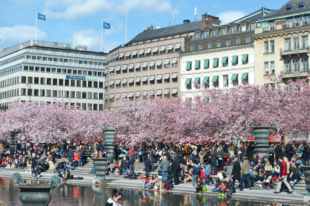 STOCKHOLM, SWEDEN - APRIL 19, 2015: Cherry blossom in the park Kungsträdgården.のeditorial素材