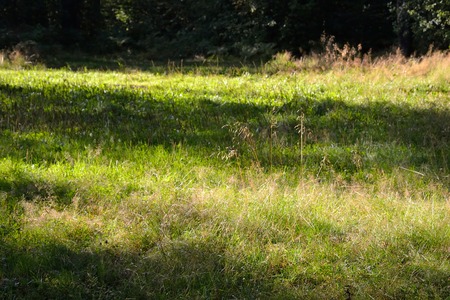 Field of green grass on a sunny day.