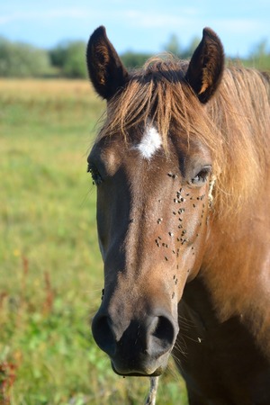 Horse portrait on a farm in summer. の写真素材