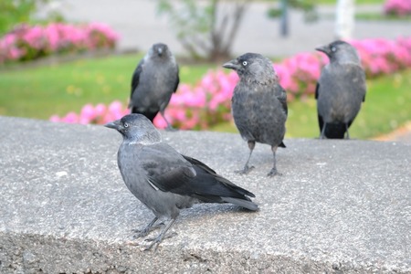 Young several crows sitting on a stone.の写真素材