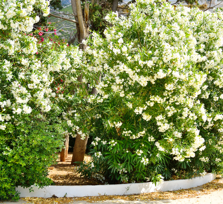 Bush with white flowers in city park in Loutraki, Greece.