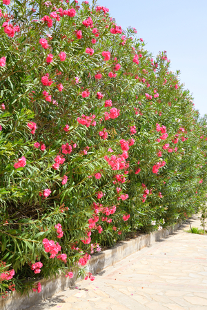 Bushes with red flowers on Crete island, Greece.